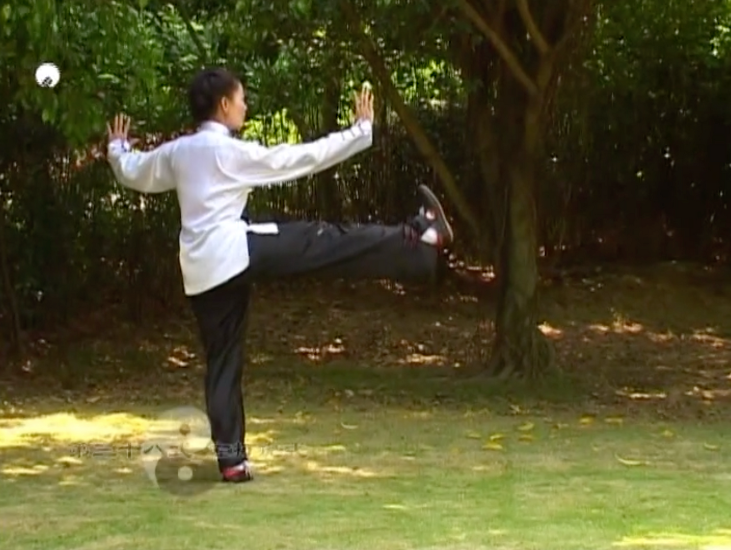 Yangs Tai Chi Traditional 85 Moves DVD by Li Huilin (Preowned)